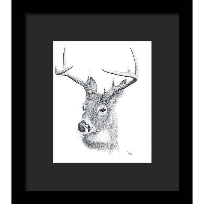 White-tailed Deer Portrait - Framed Print | Artwork by Glen Loates