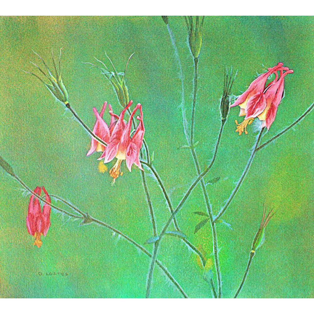 Wild Columbine - Canvas Print | Artwork by Glen Loates