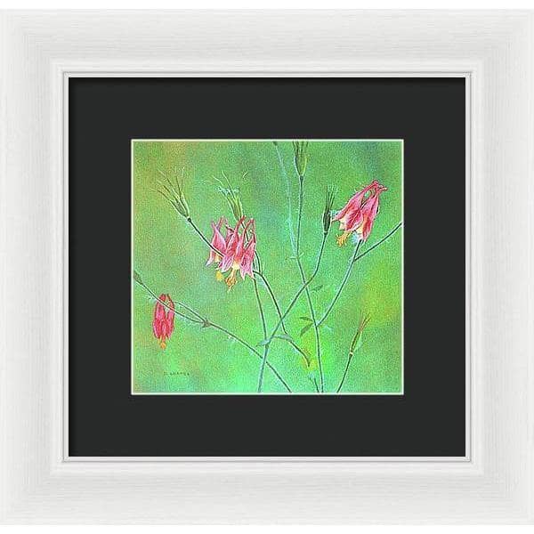 Wild Columbine - Framed Print | Artwork by Glen Loates