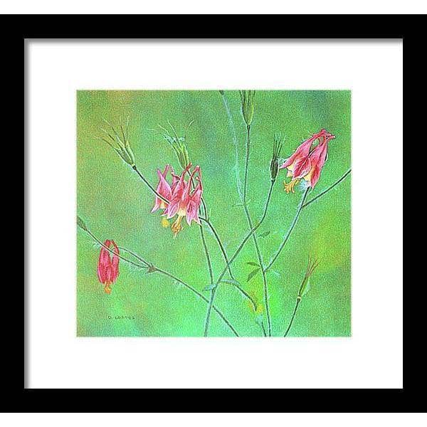 Wild Columbine - Framed Print | Artwork by Glen Loates