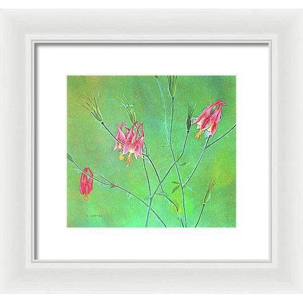 Wild Columbine - Framed Print | Artwork by Glen Loates