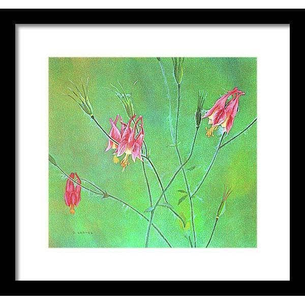 Wild Columbine - Framed Print | Artwork by Glen Loates