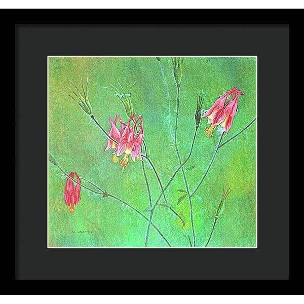 Wild Columbine - Framed Print | Artwork by Glen Loates