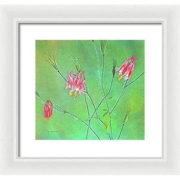 Wild Columbine - Framed Print | Artwork by Glen Loates