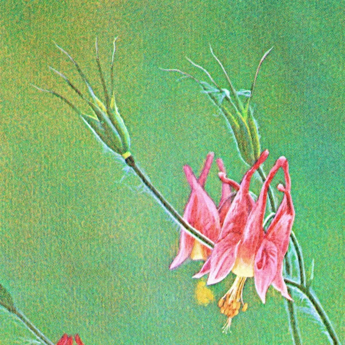 Wild Columbine - Framed Print | Artwork by Glen Loates