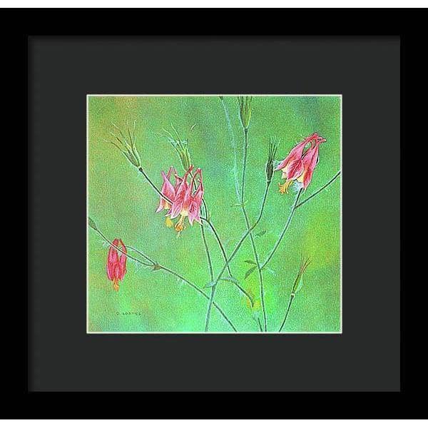 Wild Columbine - Framed Print | Artwork by Glen Loates
