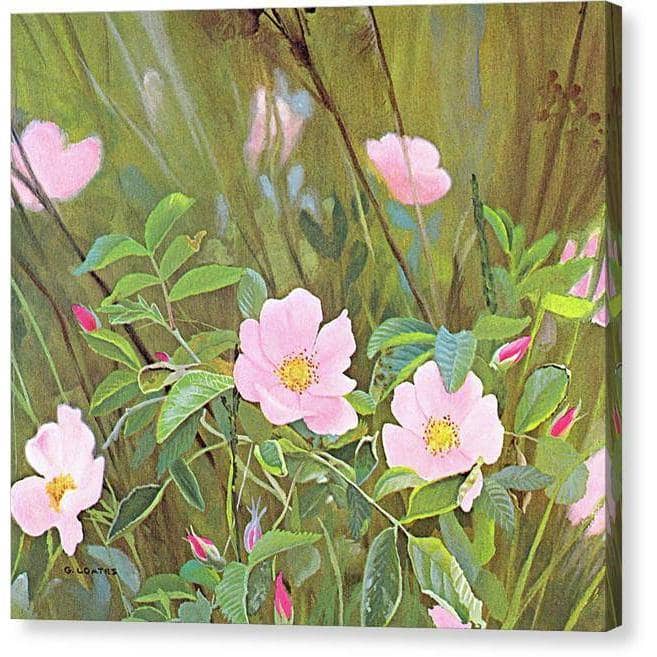Wild Roses - Canvas Print | Artwork by Glen Loates