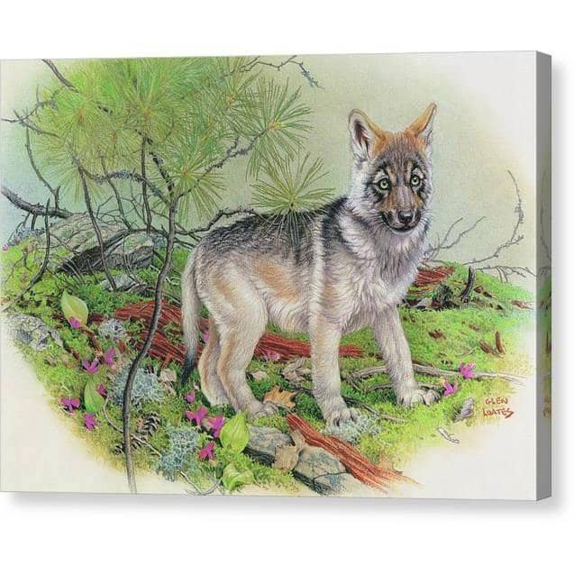 Wolf Pup by Glen Loates, gallery canvas with mirrored wrapped edges