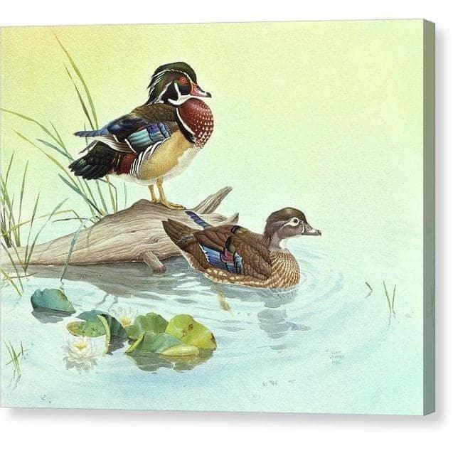 Wood Ducks - Canvas Print | Artwork by Glen Loates