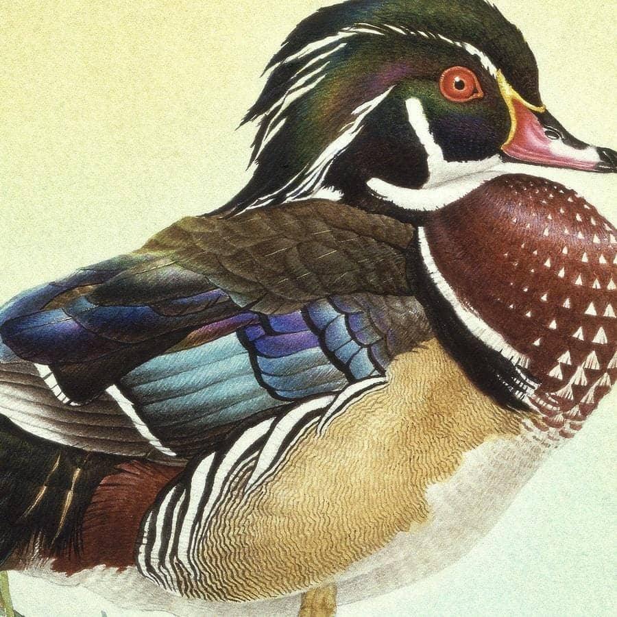 Wood Ducks - Canvas Print | Artwork by Glen Loates