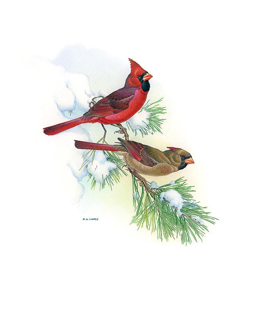 Cardinals - Canvas Print | Artwork by Glen Loates