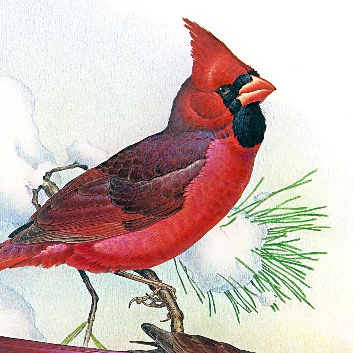 Cardinals - Art Print | Artwork by Glen Loates