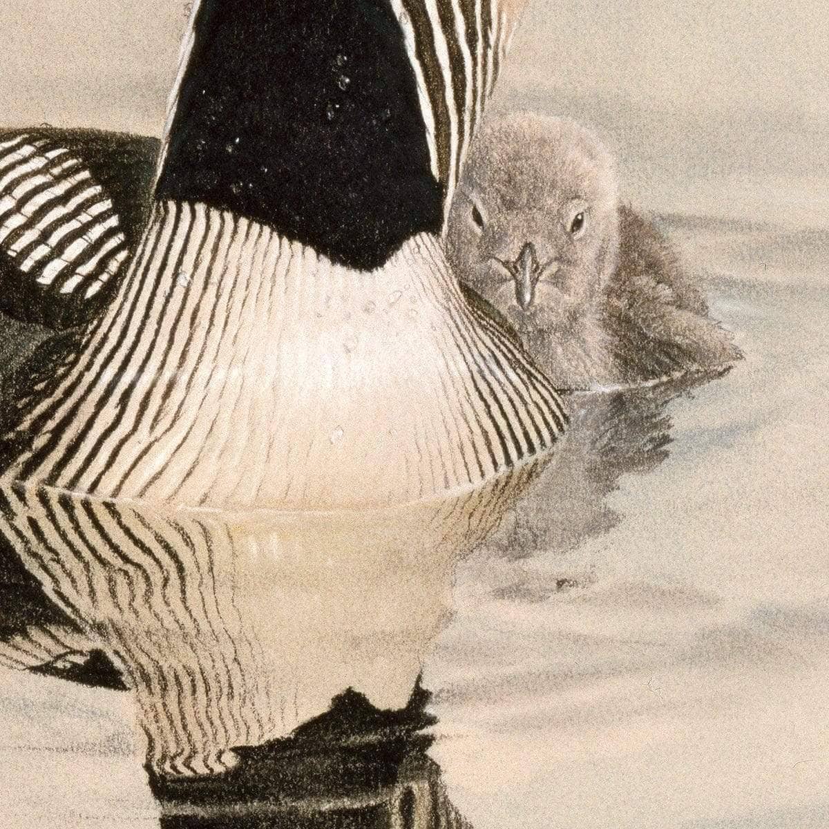 Arctic Loon With Young - Art Print | Artwork by Glen Loates