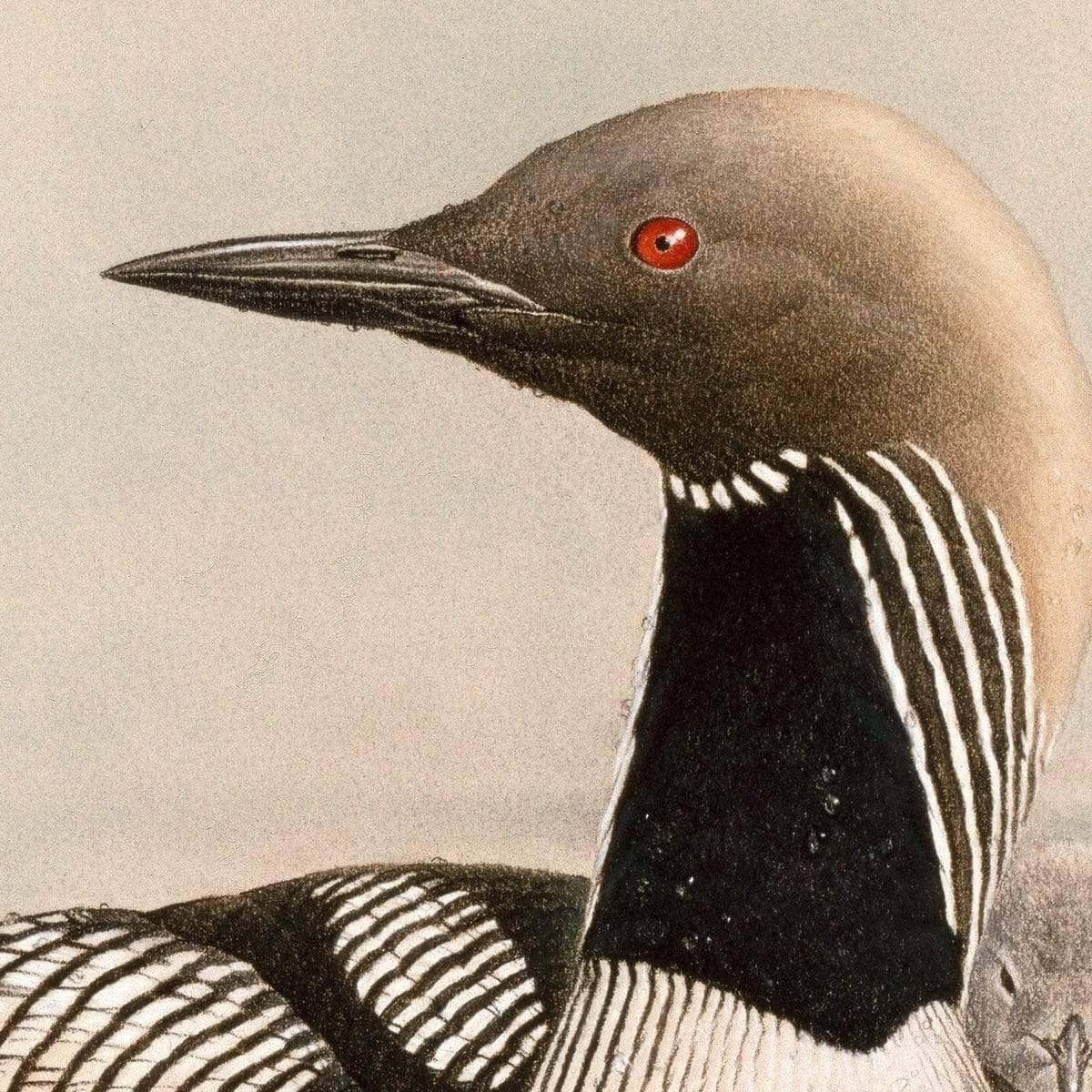 Arctic Loon With Young - Canvas Print | Artwork by Glen Loates