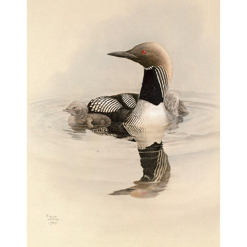 Arctic Loon With Young - Canvas Print | Artwork by Glen Loates