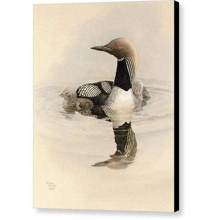 Arctic Loon With Young - Canvas Print | Artwork by Glen Loates