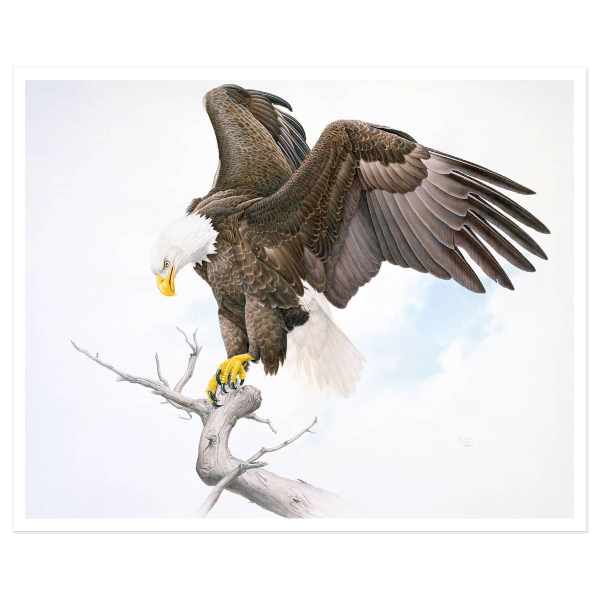 Bald Eagle - Art Print | Artwork by Glen Loates