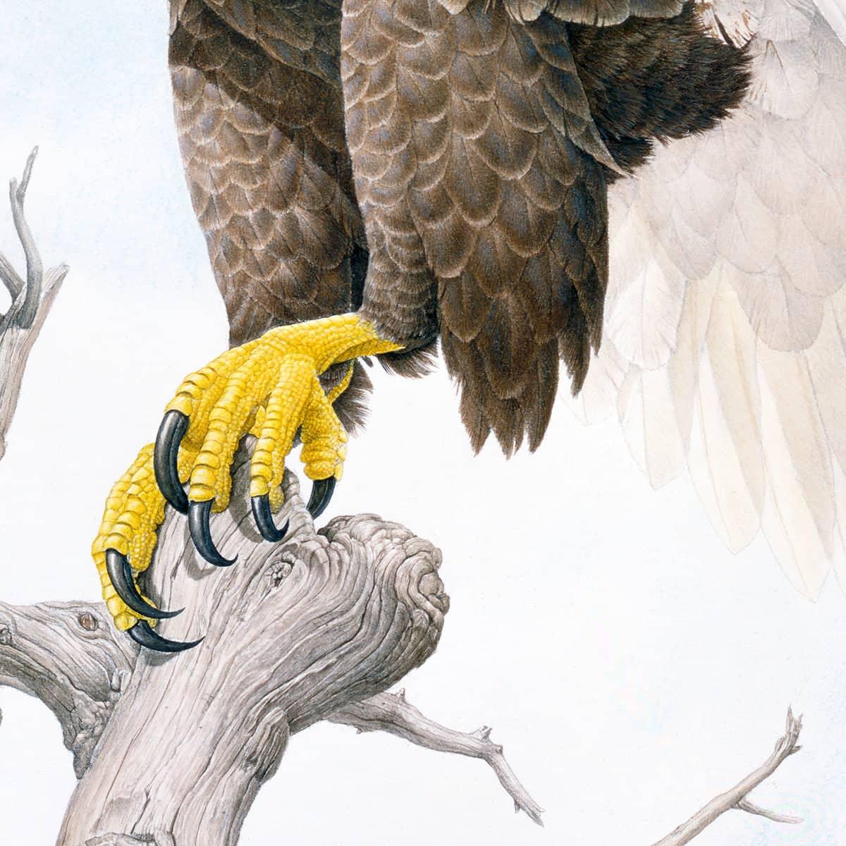 Bald Eagle - Canvas Print | Artwork by Glen Loates