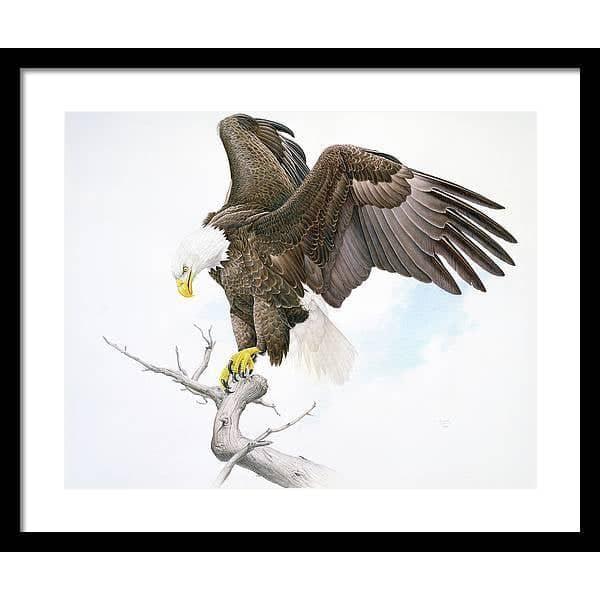 Bald Eagle - Framed Print | Artwork by Glen Loates