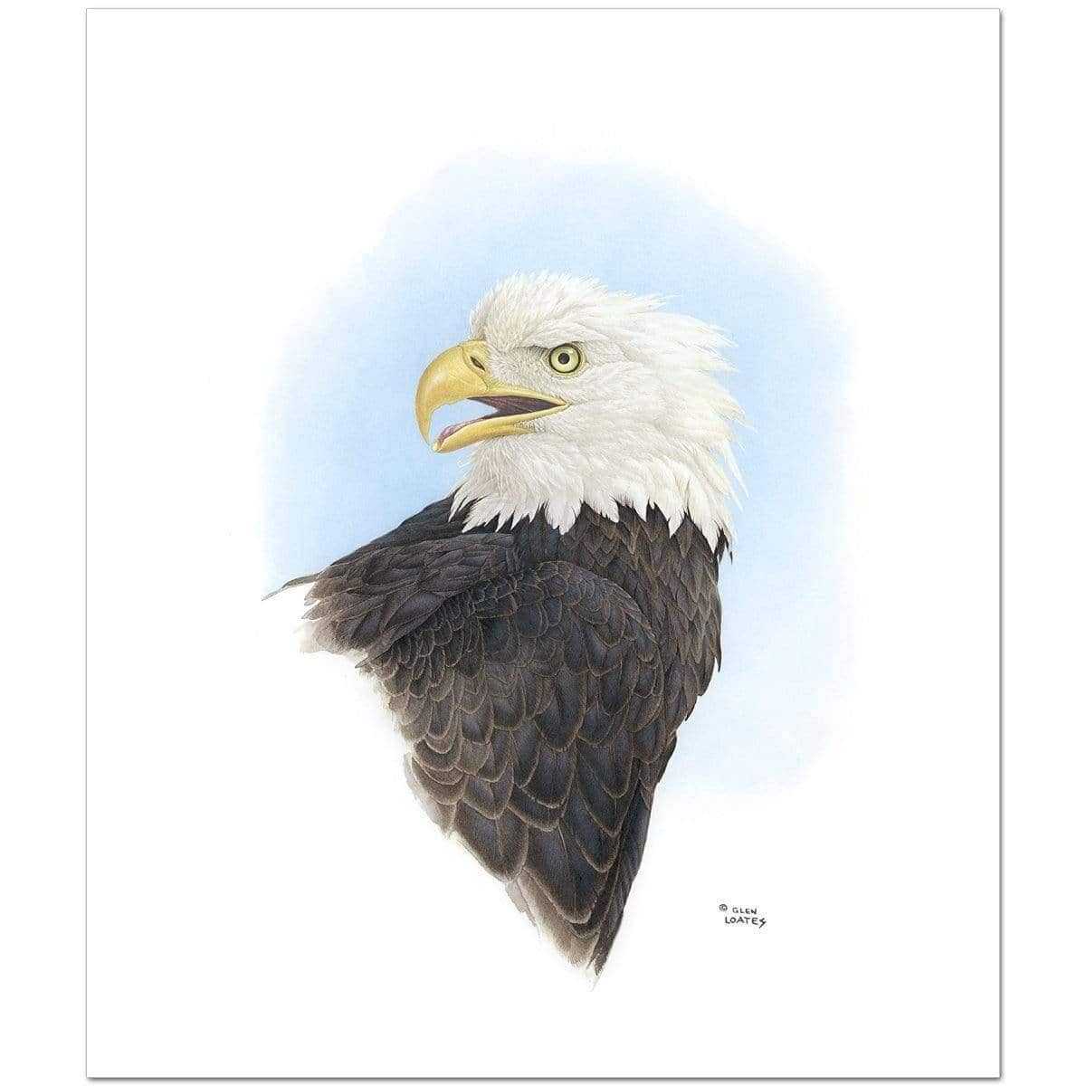 Bald Eagle Head - Art Print | Artwork by Glen Loates