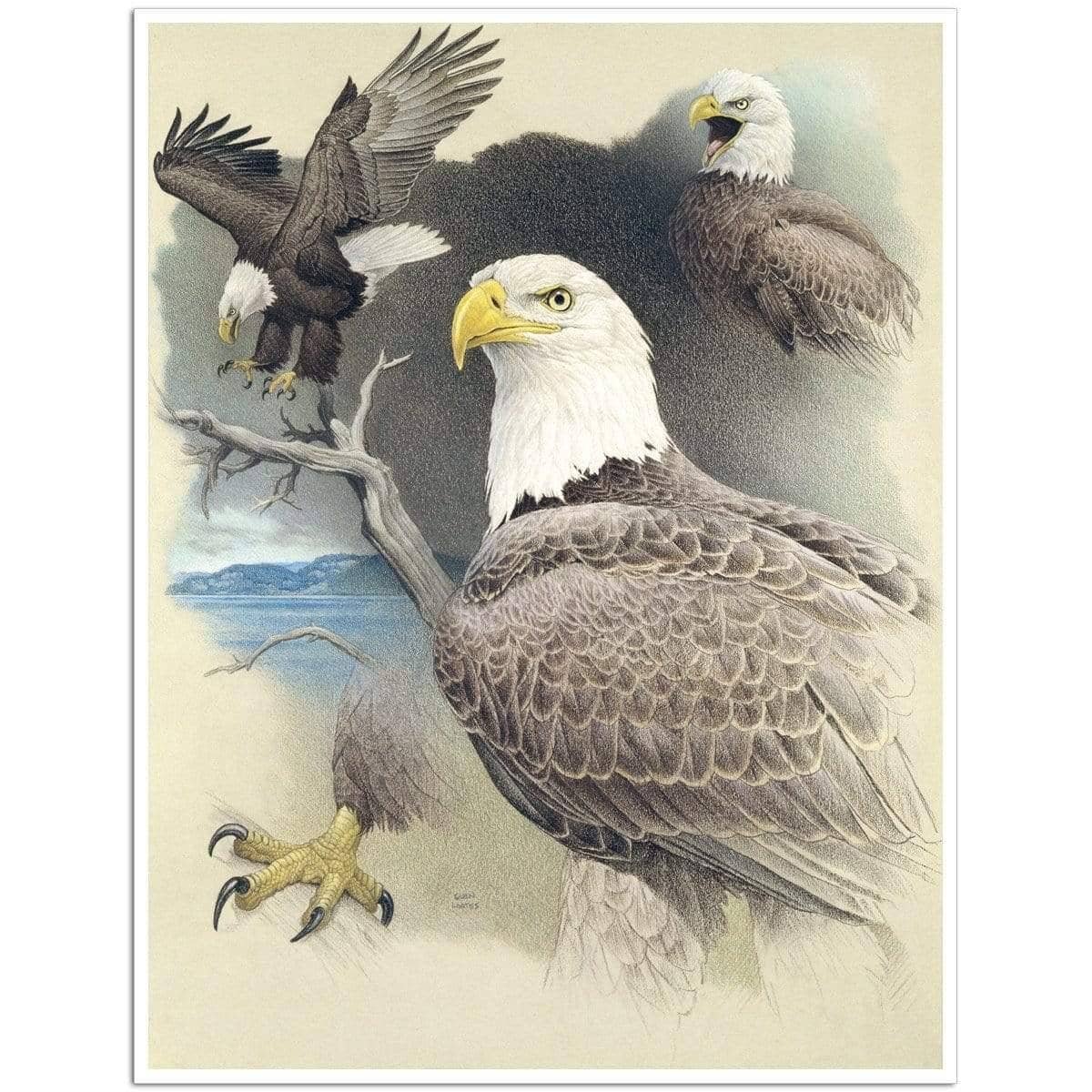 Bald Eagle Montage - Art Print | Artwork by Glen Loates