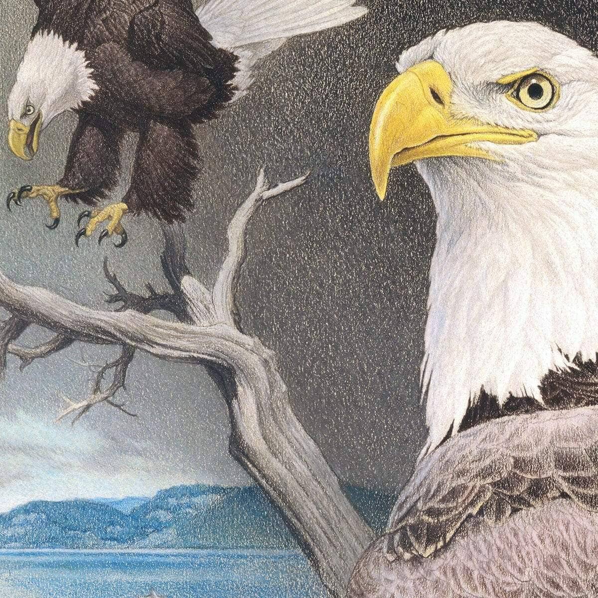 Bald Eagle Montage - Canvas Print | Artwork by Glen Loates