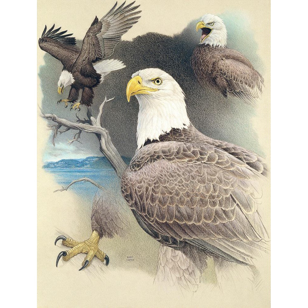 Bald Eagle Montage - Canvas Print | Artwork by Glen Loates