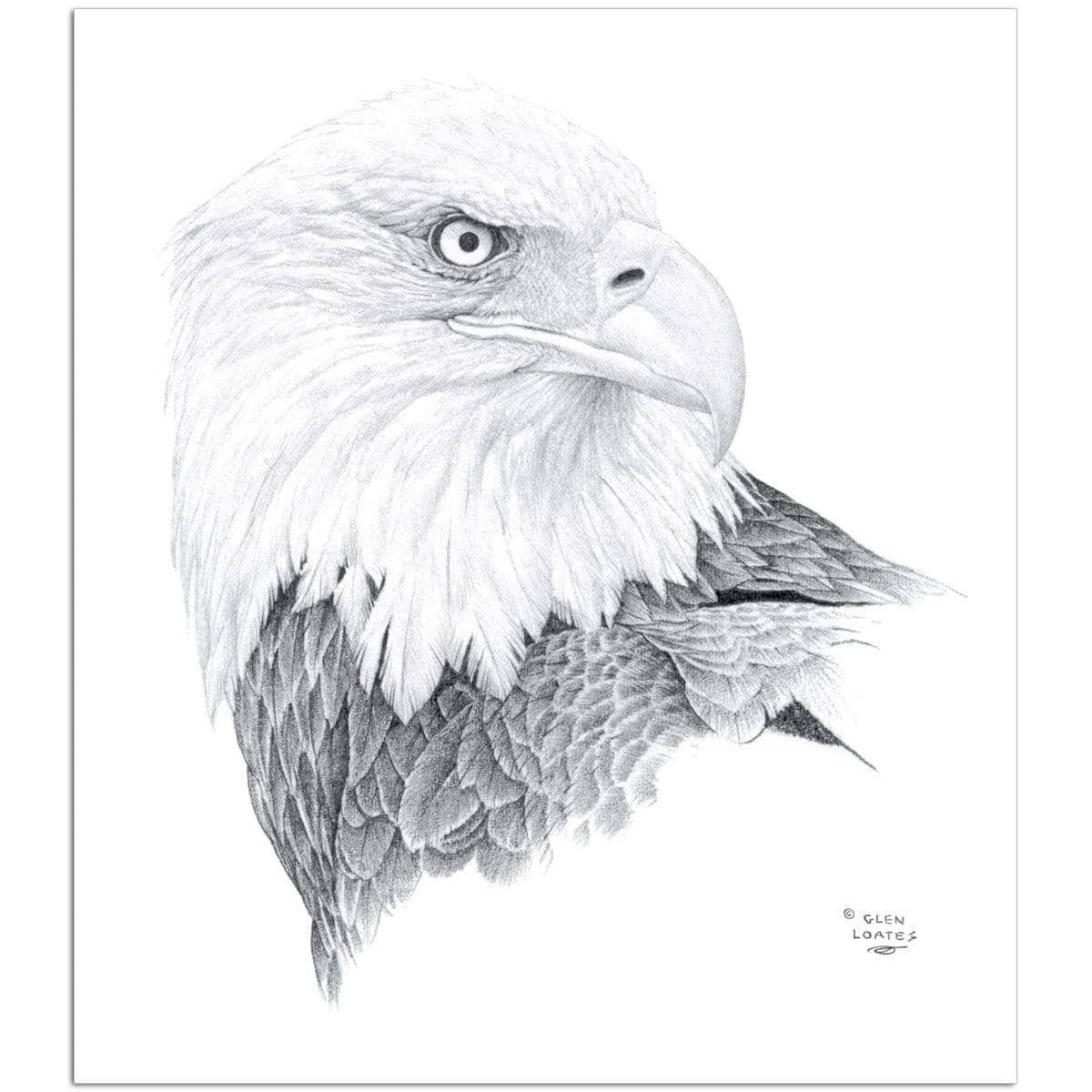 Bald Eagle Portrait - Art Print | Artwork by Glen Loates