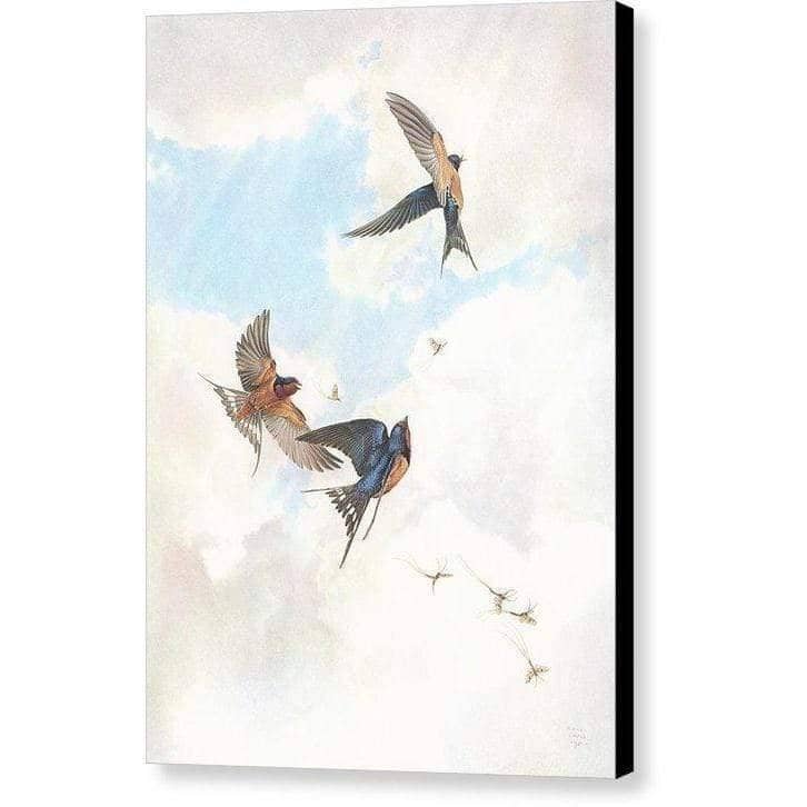 Barn Swallows - Canvas Print | Artwork by Glen Loates