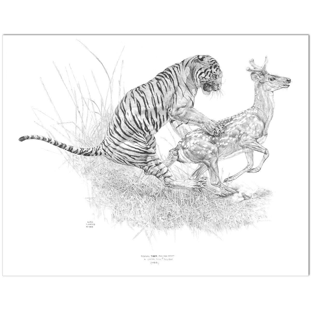 Bengal Tiger Pulling Down a Chital Deer - Art Print | Artwork by Glen Loates