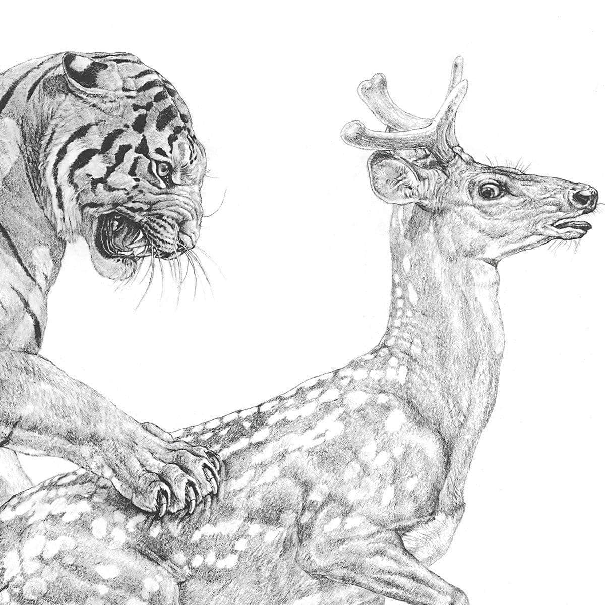 Bengal Tiger Pulling Down a Chital Deer - Art Print | Artwork by Glen Loates