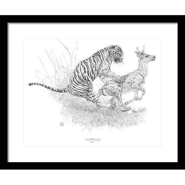 Bengal Tiger Pulling Down a Chital Deer - Framed Print | Artwork by Glen Loates