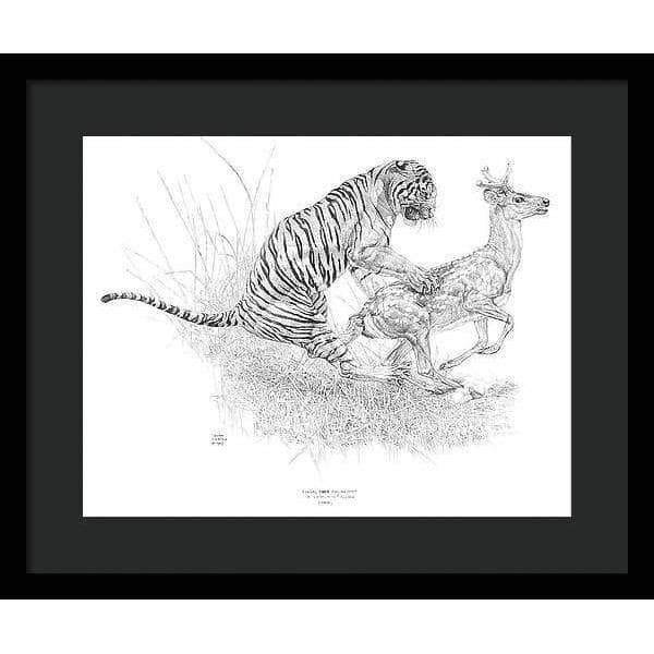 Bengal Tiger Pulling Down a Chital Deer - Framed Print | Artwork by Glen Loates