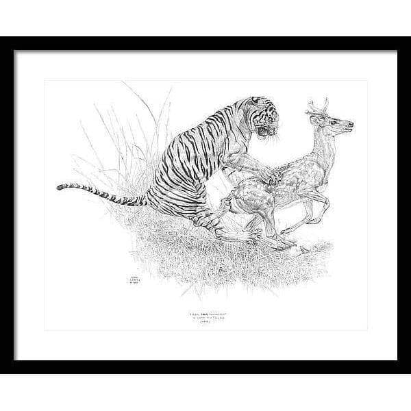 Bengal Tiger Pulling Down a Chital Deer - Framed Print | Artwork by Glen Loates