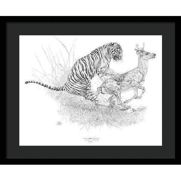 Bengal Tiger Pulling Down a Chital Deer - Framed Print | Artwork by Glen Loates