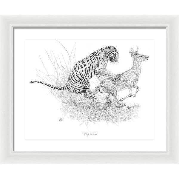Bengal Tiger Pulling Down a Chital Deer - Framed Print | Artwork by Glen Loates