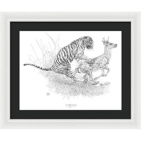 Bengal Tiger Pulling Down a Chital Deer - Framed Print | Artwork by Glen Loates