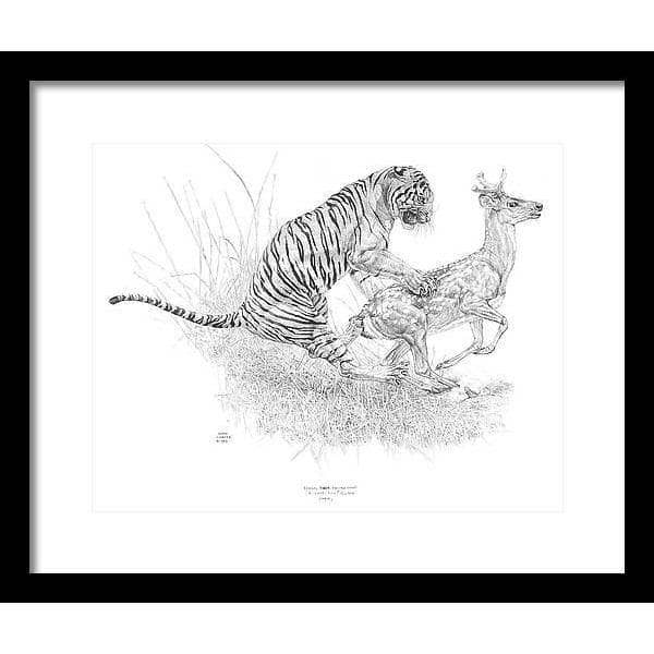 Bengal Tiger Pulling Down a Chital Deer - Framed Print | Artwork by Glen Loates