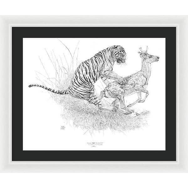 Bengal Tiger Pulling Down a Chital Deer - Framed Print | Artwork by Glen Loates