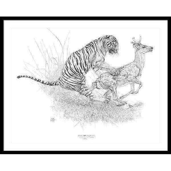 Bengal Tiger Pulling Down a Chital Deer - Framed Print | Artwork by Glen Loates