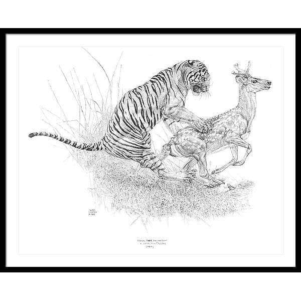 Bengal Tiger Pulling Down a Chital Deer - Framed Print | Artwork by Glen Loates