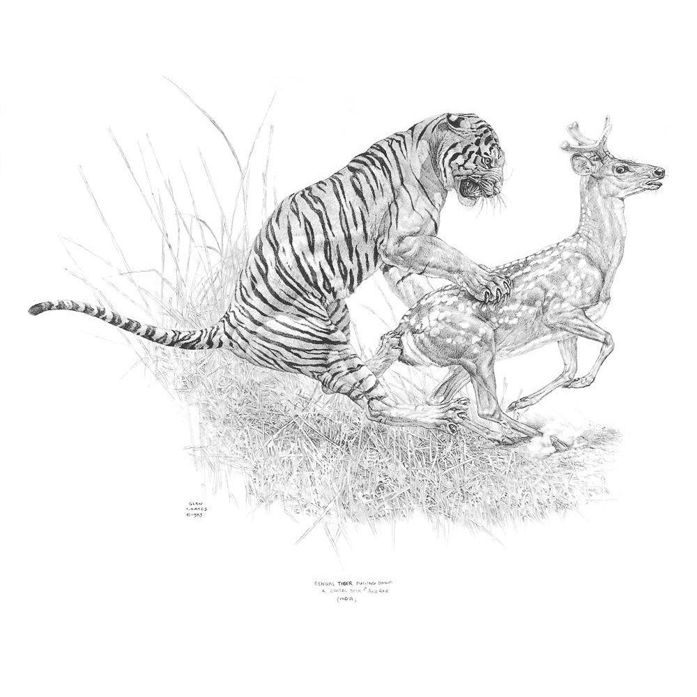 Bengal Tiger Pulling Down a Chital Deer - Framed Print | Artwork by Glen Loates