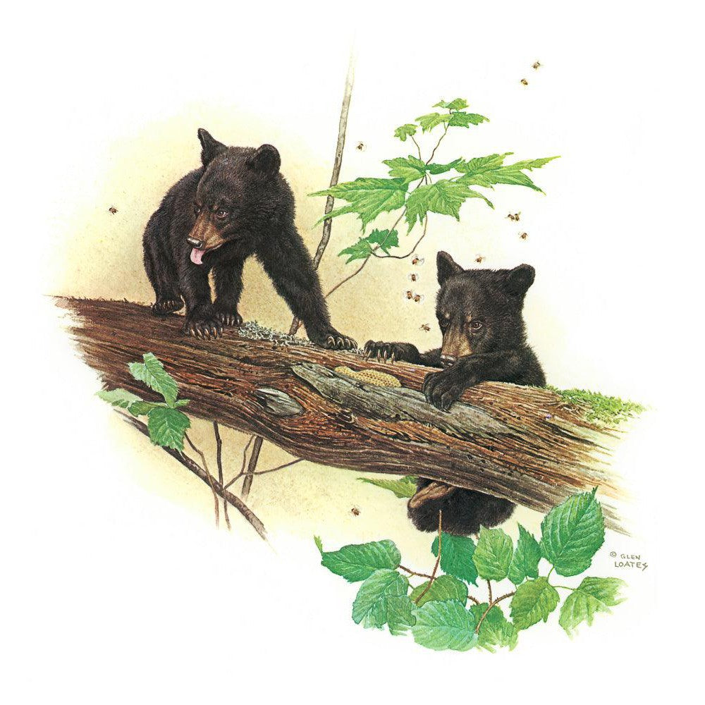 Black Bear Cubs - Art Print | Artwork by Glen Loates
