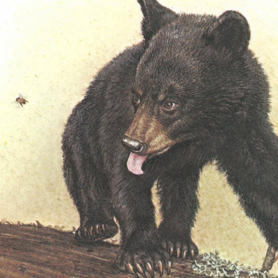 Black Bear Cubs - Canvas Print | Artwork by Glen Loates