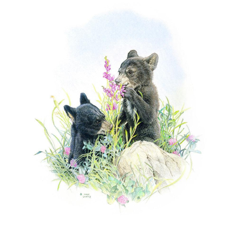 Black Bear Cubs in Grass - Canvas Print | Artwork by Glen Loates