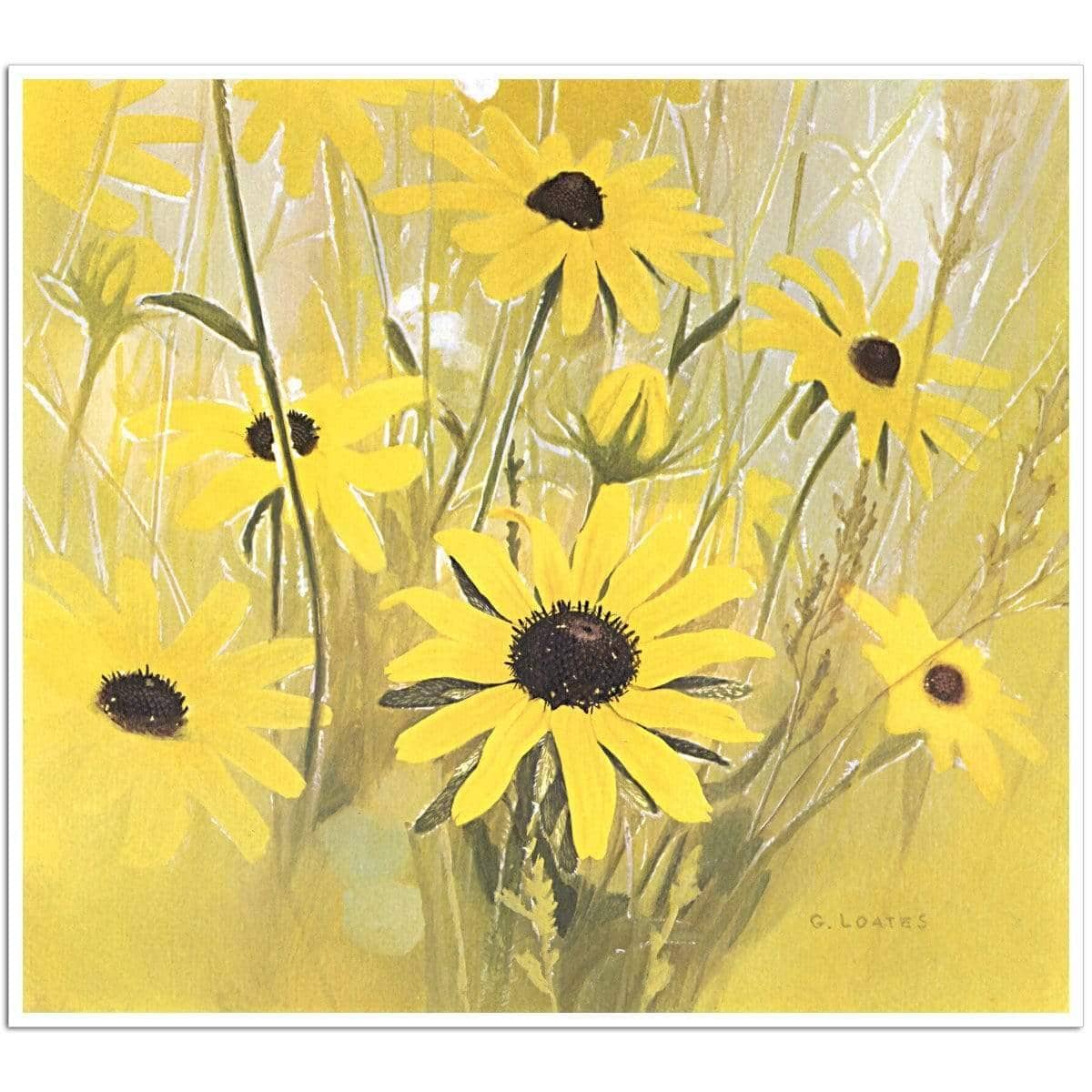 Black Eyed Susan - Art Print | Artwork by Glen Loates