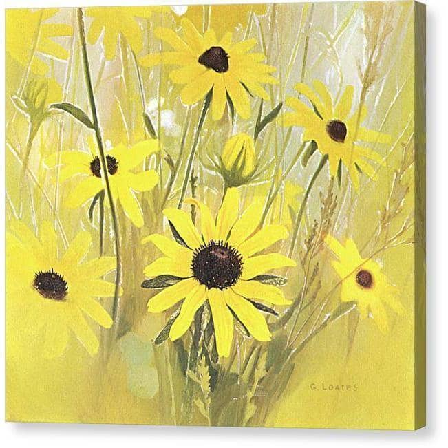 Black Eyed Susan - Canvas Print | Artwork by Glen Loates