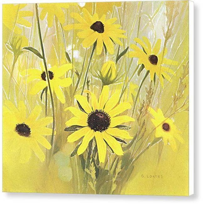 Black Eyed Susan - Canvas Print | Artwork by Glen Loates