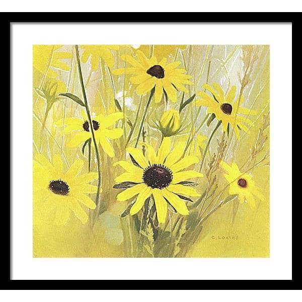 Black Eyed Susan - Framed Print | Artwork by Glen Loates