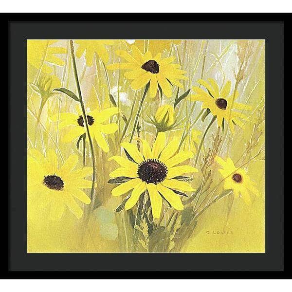 Black Eyed Susan - Framed Print | Artwork by Glen Loates
